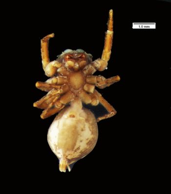 Media type: image; Invertebrate Zoology 20293